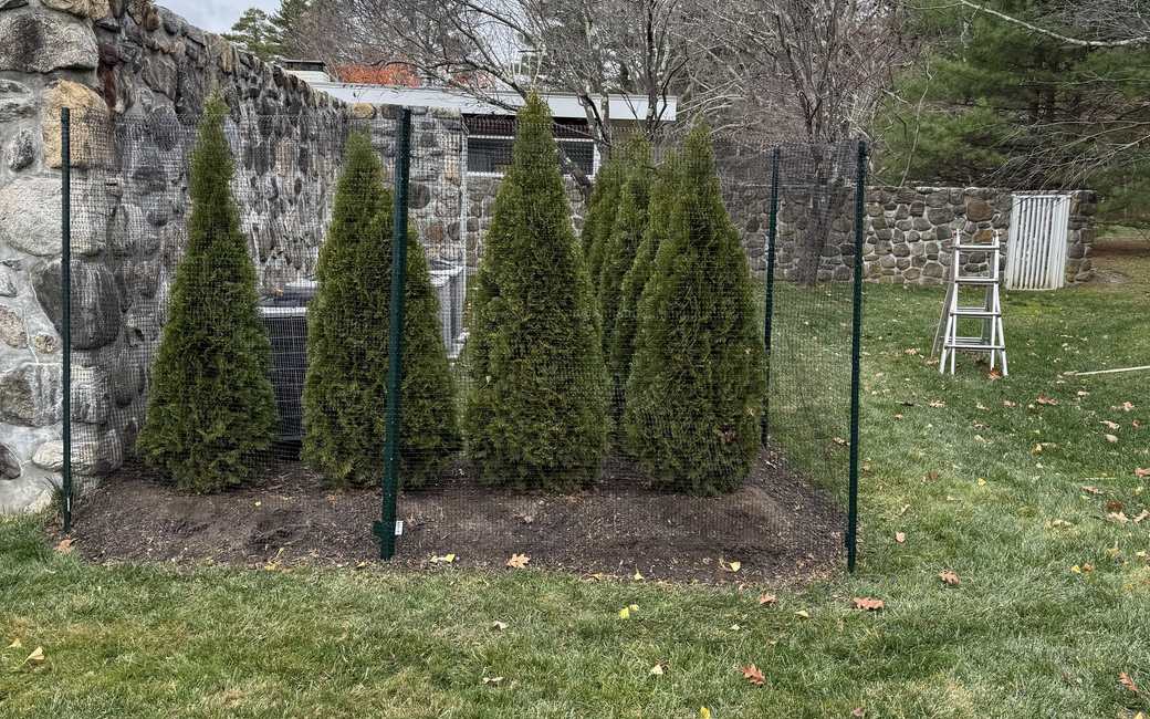 Newly planted arborvitae protected by deer fencing