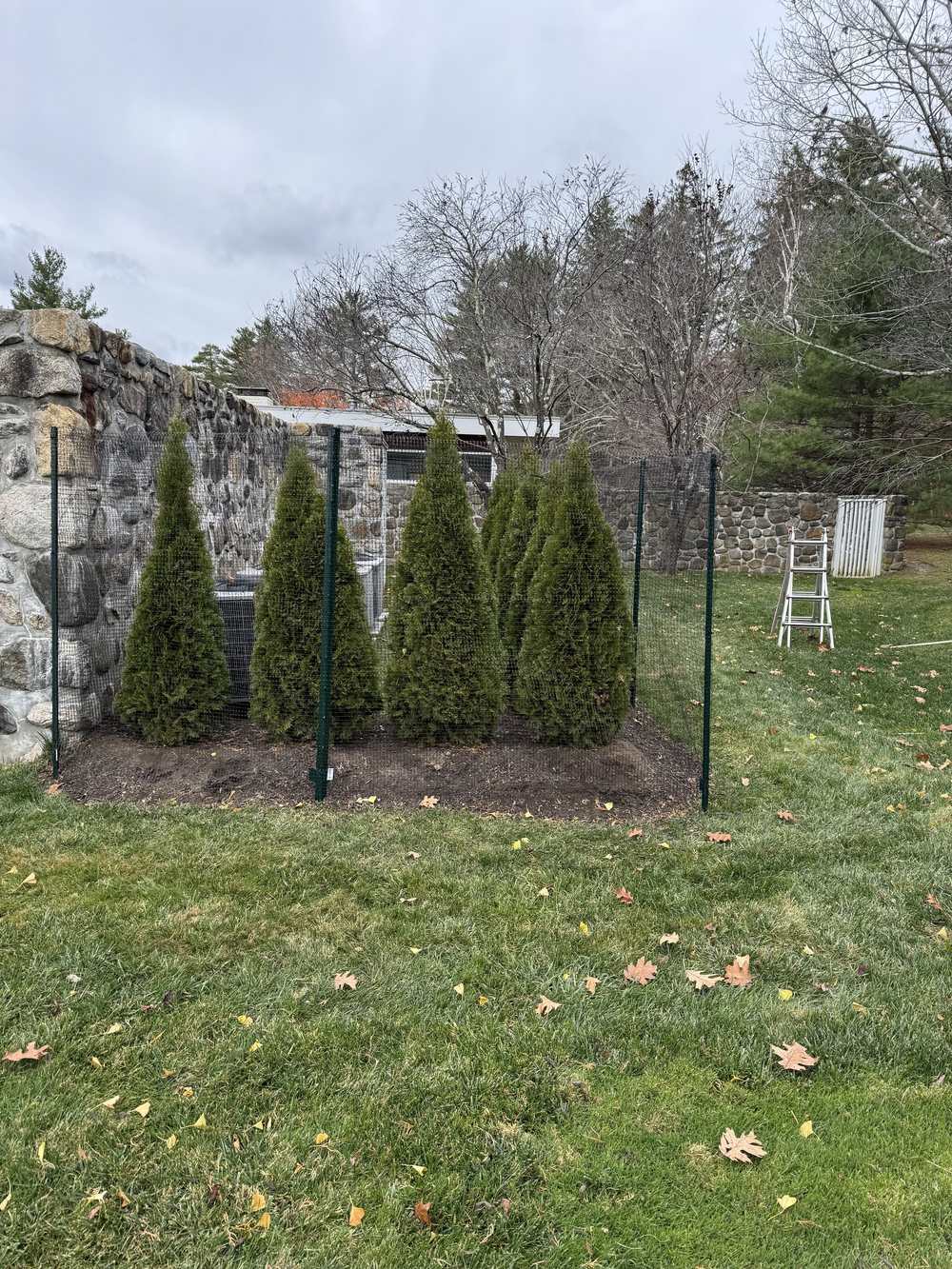 Newly planted arborvitae protected by deer fencing