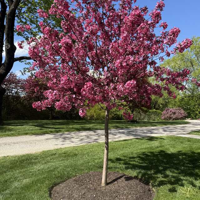 Flowering crabapple with a clean mulch ring on a mown lawn