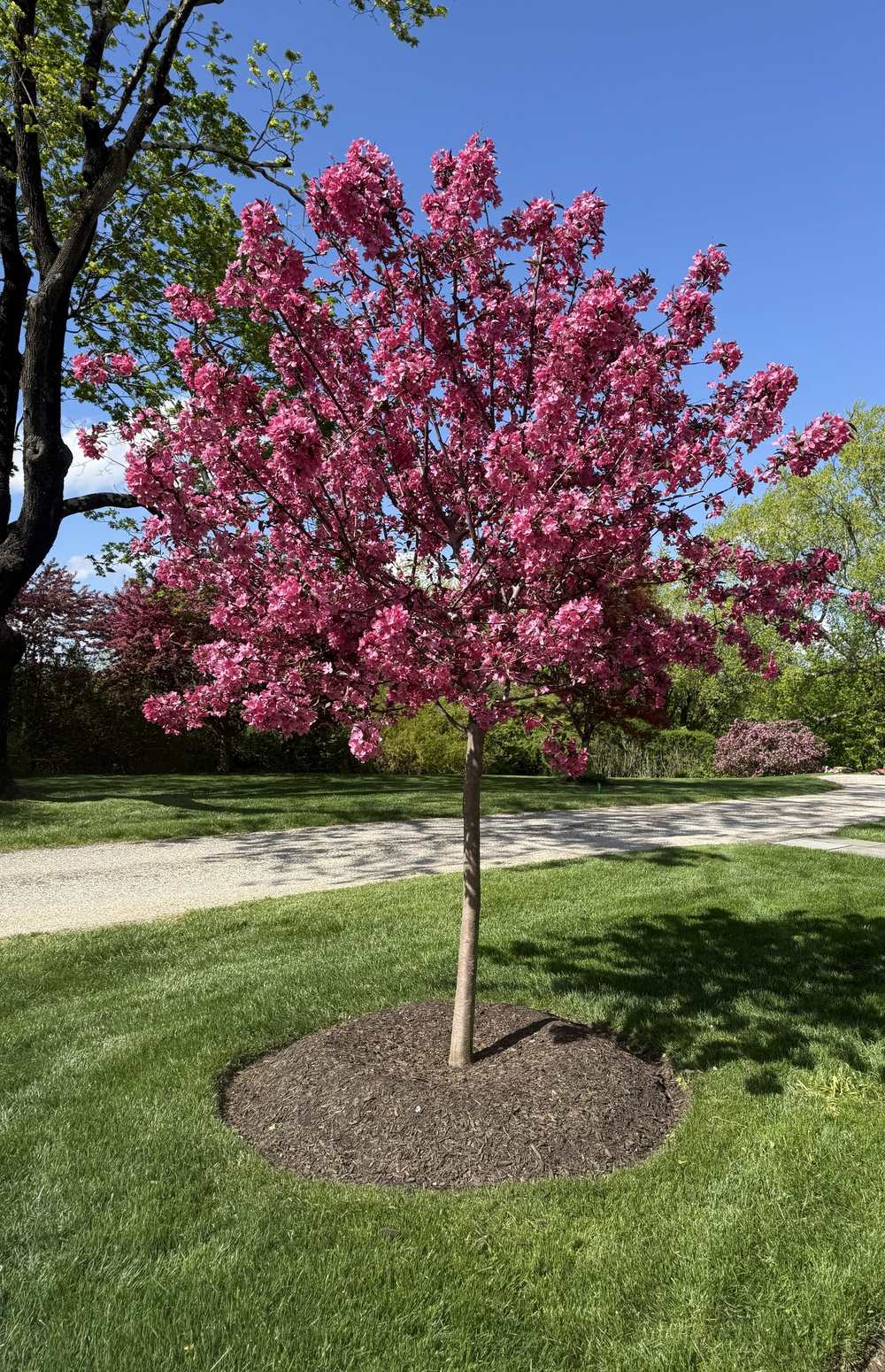 Flowering crabapple with a clean mulch ring on a mown lawn