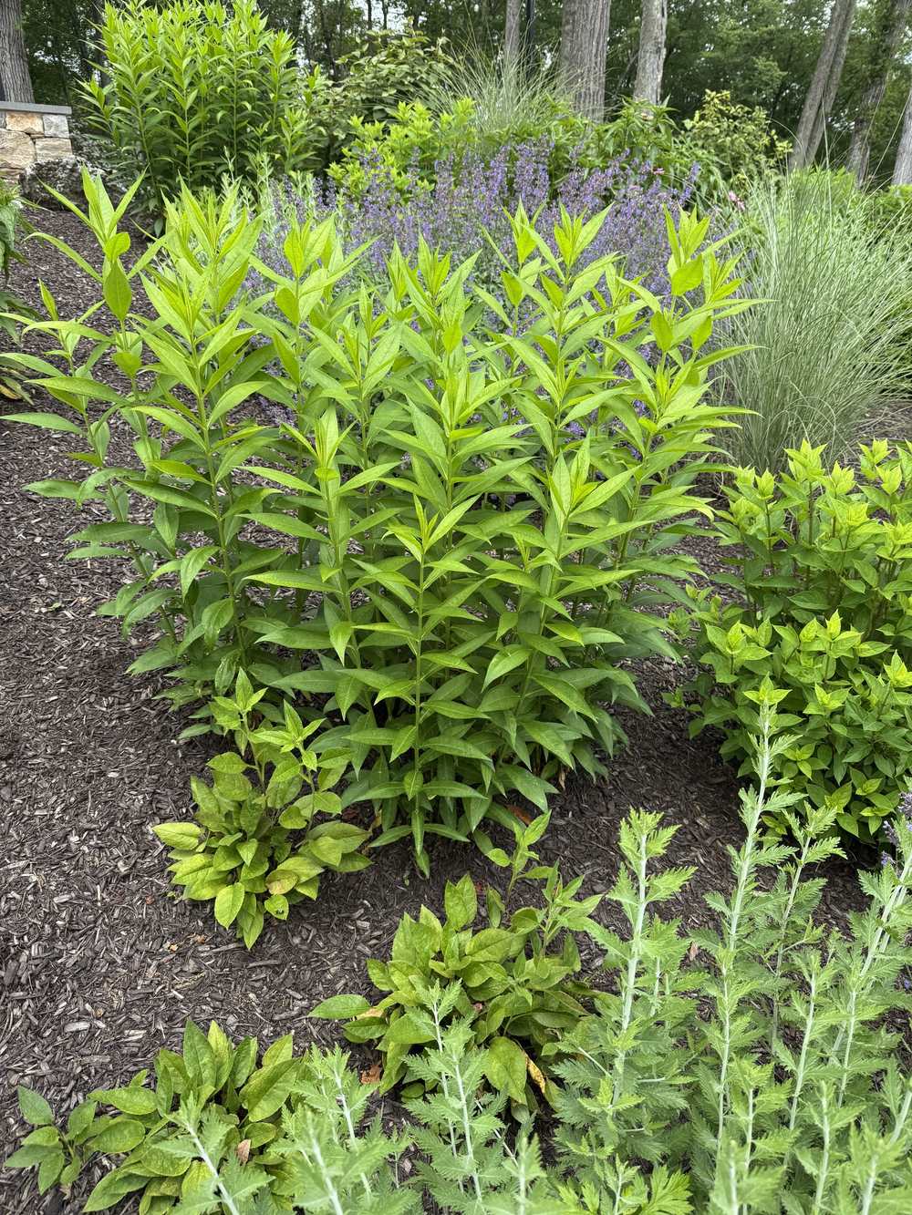 Freshly mulched perennial bed with healthy summer growth
