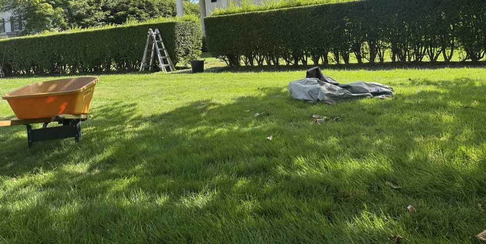 Hedge trimming in progress on a large lawn