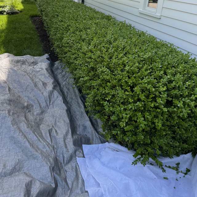 Hedge trimming with tarps laid to catch every clipping