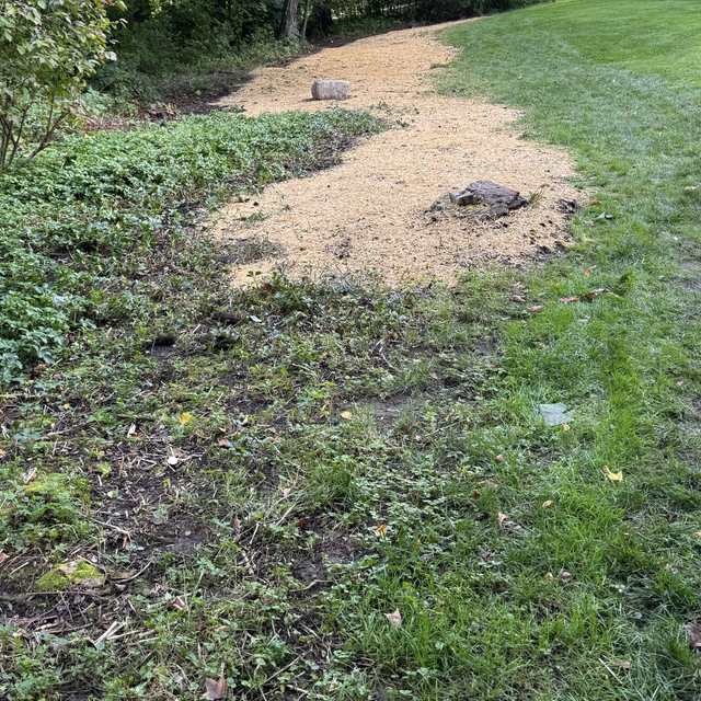 Newly seeded lawn area covered with straw