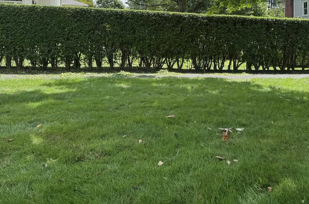Long, evenly trimmed hedge behind a healthy lawn