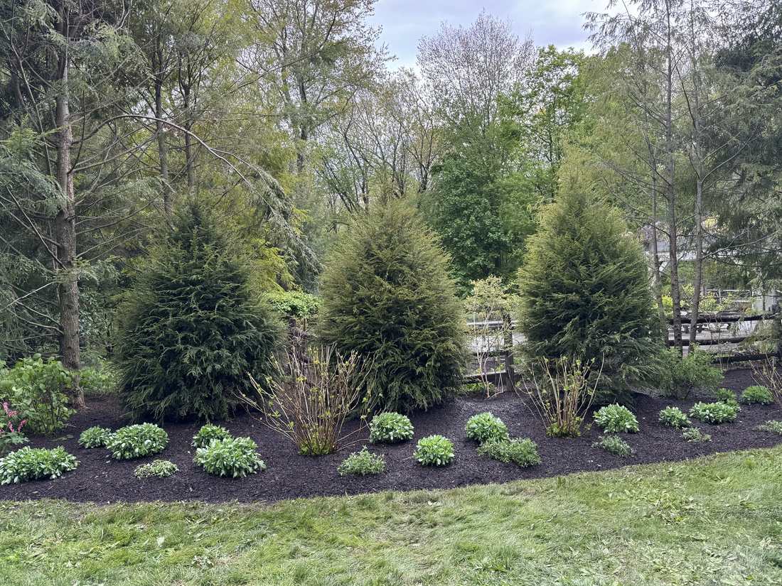 New shrub bed with evergreens and hostas, freshly mulched