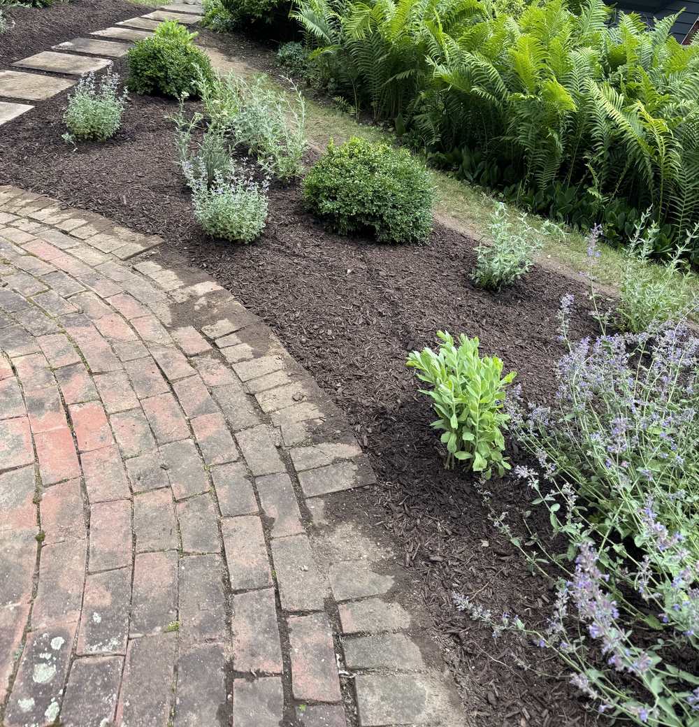 Mulched perennial bed curving along a brick path with ferns