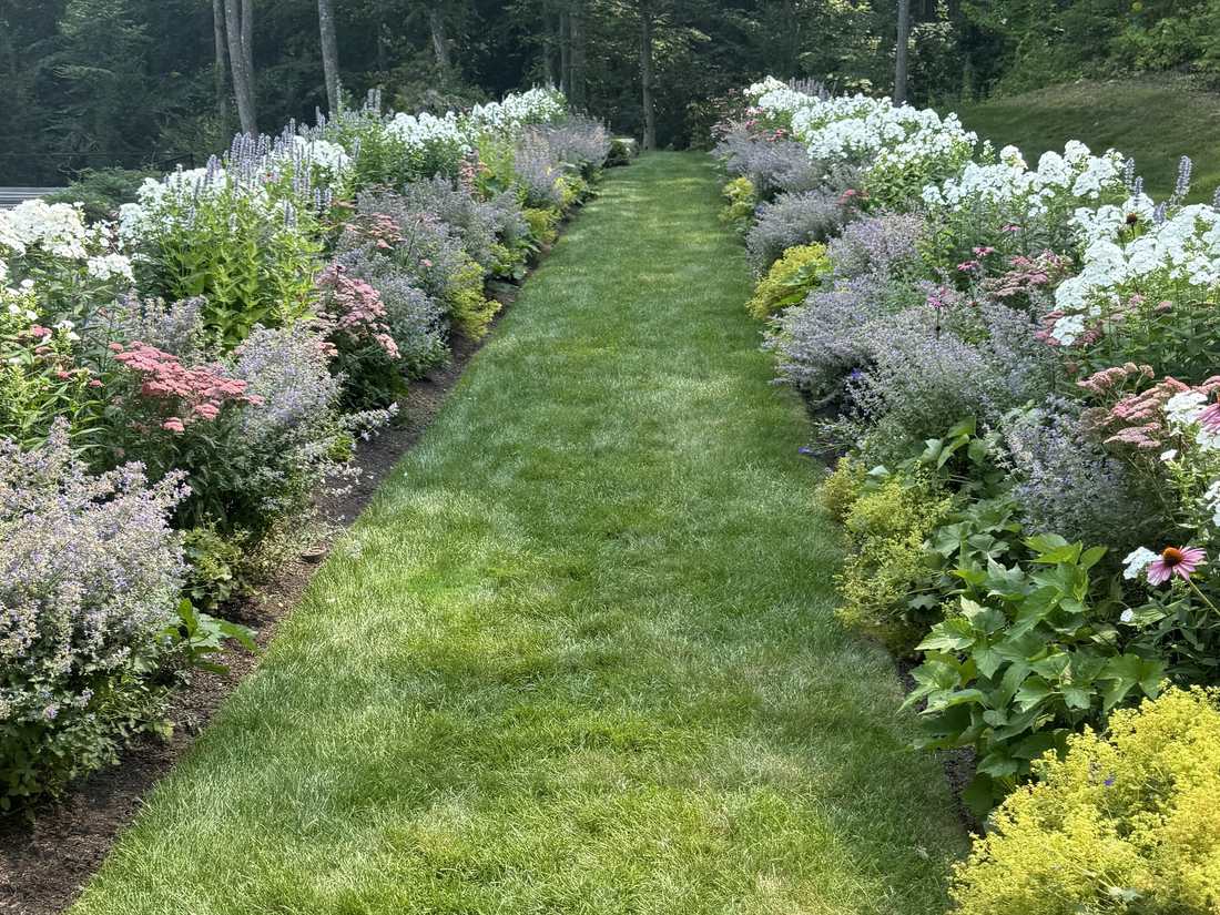 Mown grass walk between deep perennial borders of phlox, catmint and coneflower
