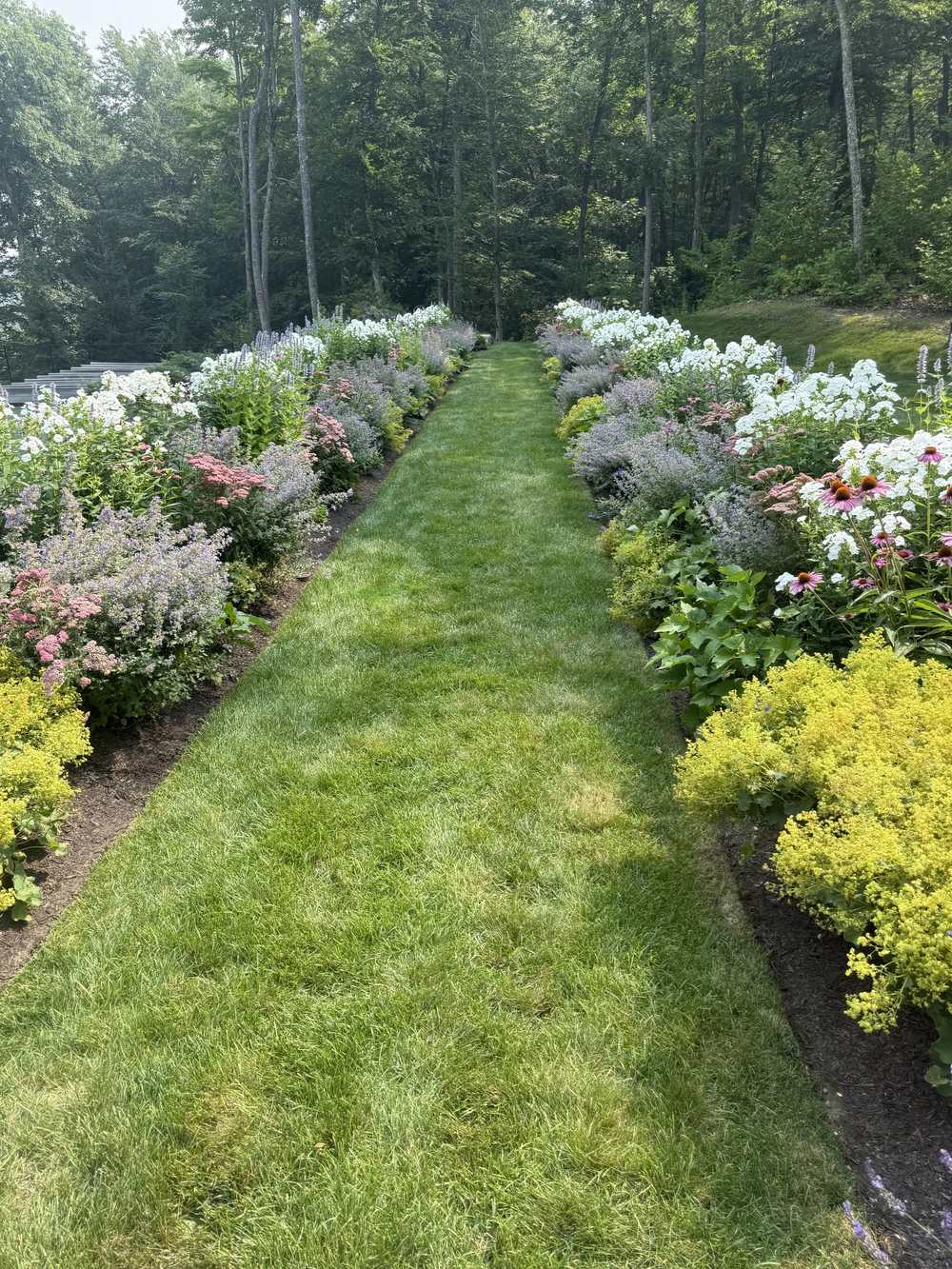 Mown grass walk between deep perennial borders of phlox, catmint and coneflower