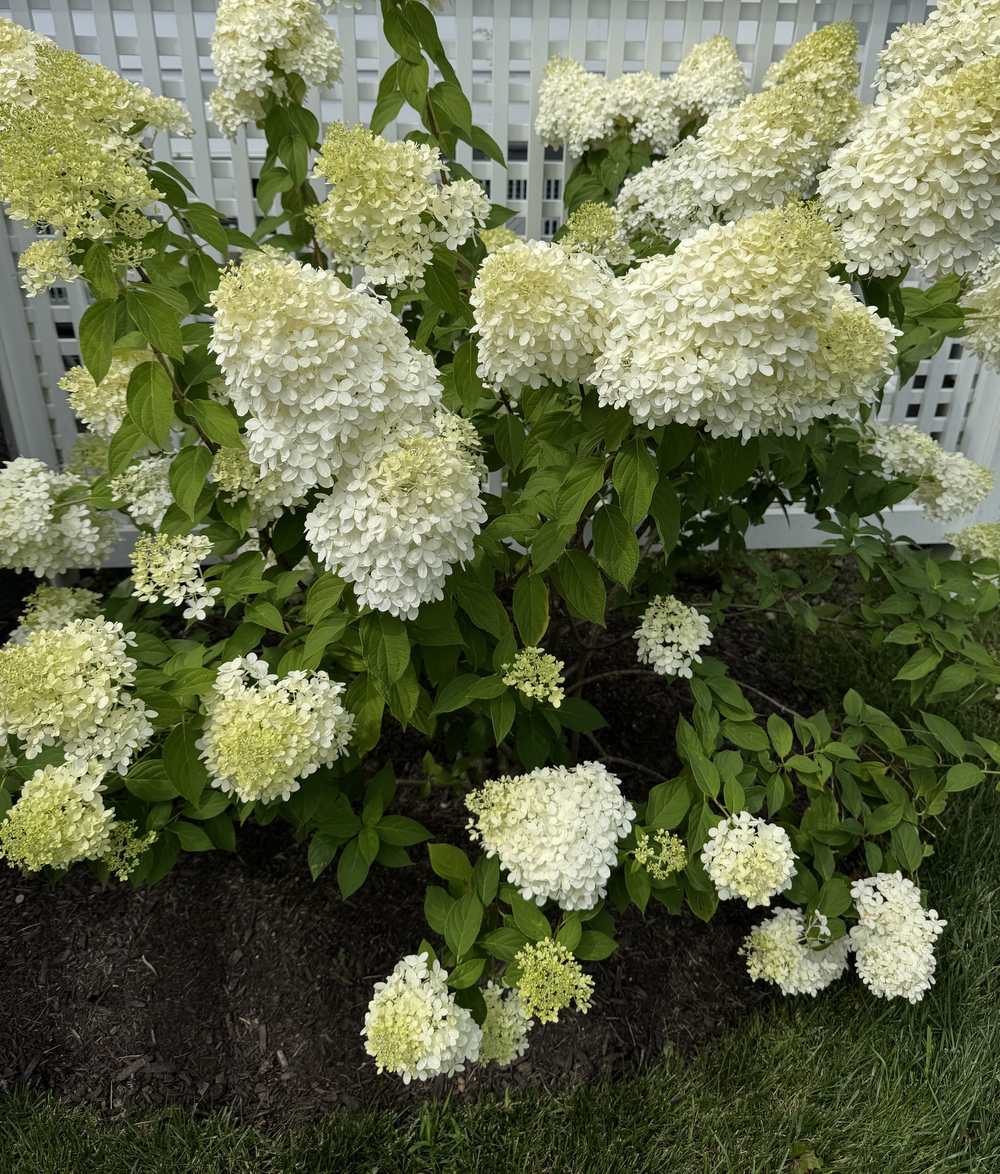 White panicle hydrangea blooms in a neatly mulched bed