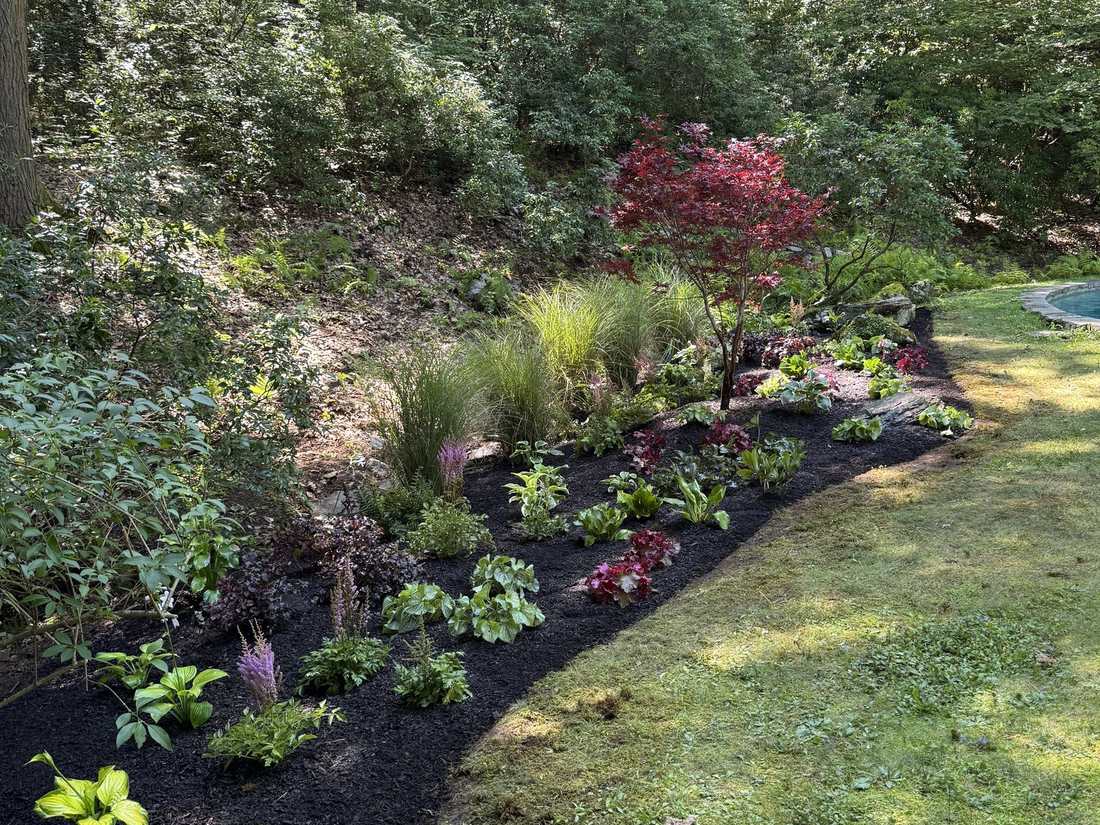 Woodland shade bed with Japanese maple, grasses and hostas